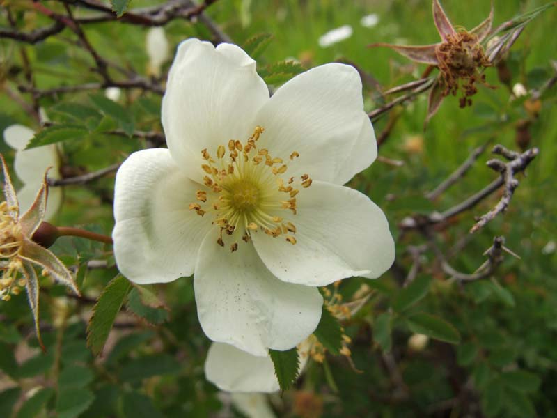 Rosa pendulina e Rosa sp.